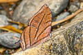 Rufous-lined Leafwing Memphis philumena philumena