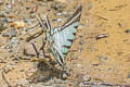 Short-lined Kite Swallowtail Neographium agesilaus ssp.