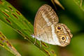 Splendeuptychia moderata