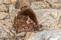 Steroma bega andensis