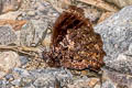 Steroma bega andensis
