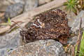 Steroma bega andensis