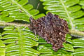 Steroma modesta