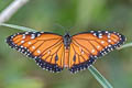 Striated Queen Danaus gilippus ssp.