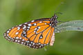 Striated Queen Danaus gilippus ssp.