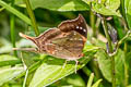 Sunset Daggerwing Marpesia furcula oechalia (Glossy Daggerwing)
