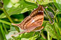 Sunset Daggerwing Marpesia furcula oechalia (Glossy Daggerwing)