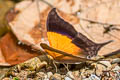 Sunset Daggerwing Marpesia furcula oechalia (Glossy Daggerwing)