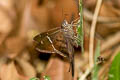 Teleus Longtail Spicauda teleus