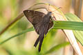 Teleus Longtail Spicauda teleus