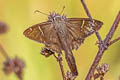 Teleus Longtail Spicauda teleus