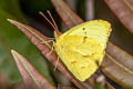 Mimosa Yellow Pyrisitia nise stygma