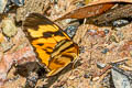 Tiger Mimic Crescent Eresia eunice ssp.