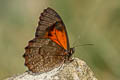 Viloriodes panthides
