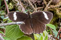 White-bar Mountain Satyr Pedaliodes palaepolis