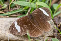 White-bar Mountain Satyr Pedaliodes palaepolis