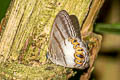 White-patched Ringed Eyelet Nhambikuara furina