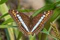 White-wristed Sister Adelpha alala aricia (Alala Sister)