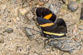 Yellow-based Metalmark Isapis agyrtus sestus