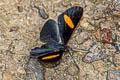 Yellow-based Metalmark Isapis agyrtus sestus