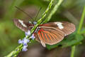Yellow-streaked Longwing Heliconius elevatus perchlora