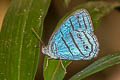 Caeruleuptychia mare