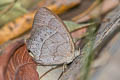 Kerea Satyr Taygetina kerea