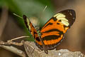 Numata Longwing Heliconius numata ssp.