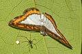 Nymphidium caricae caricae