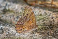 Black-spotted Labyrinth Neope muirheadii lahittei