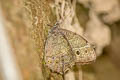 Black-spotted Labyrinth Neope muirheadii lahittei