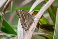 Black-spotted Labyrinth Neope muirheadii lahittei