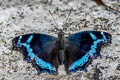 Blue Admiral Nymphalis canace canace