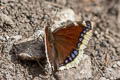 Camberwell Beauty Nymphalis antiopa yedanula (Mourning Cloak)