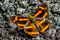 Himalayan Jester Symbrenthia hypselis cotanda