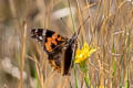 Painted Lady Vanessa cardui