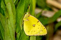 Pale Clouded Yellow Colias hyale ssp.
