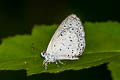 Pale Hedge Blue Udara dilecta dilecta