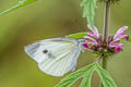 Small White Pieris rapae ssp.