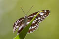 Spotted Sergeant Athyma sulpitia sulpitia