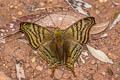 Banded Mapwing Hypanartia dione dione