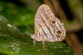 Blue-grey Satyr Magneuptychia libye