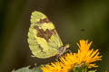 Brown-patched Mimic Sulphur Dismorphia medora medora