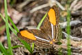 Cytherea Sister Adelpha cytherea daguana (Smooth-banded Sister)