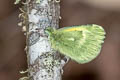 Dainty Sulphur Nathalis iole natalia (Dwarf Yellow)