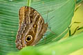 Dusky Owl Butterfly Caligo illioneus oberon