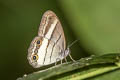 Euptychoides pseudosaturnus