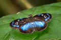Five-spotted Blue Skipper Pythonides lerina