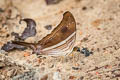 Many-banded Daggerwing Marpesia chiron marius