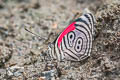 Marchal's Eighty-eight Diaethria marchalii